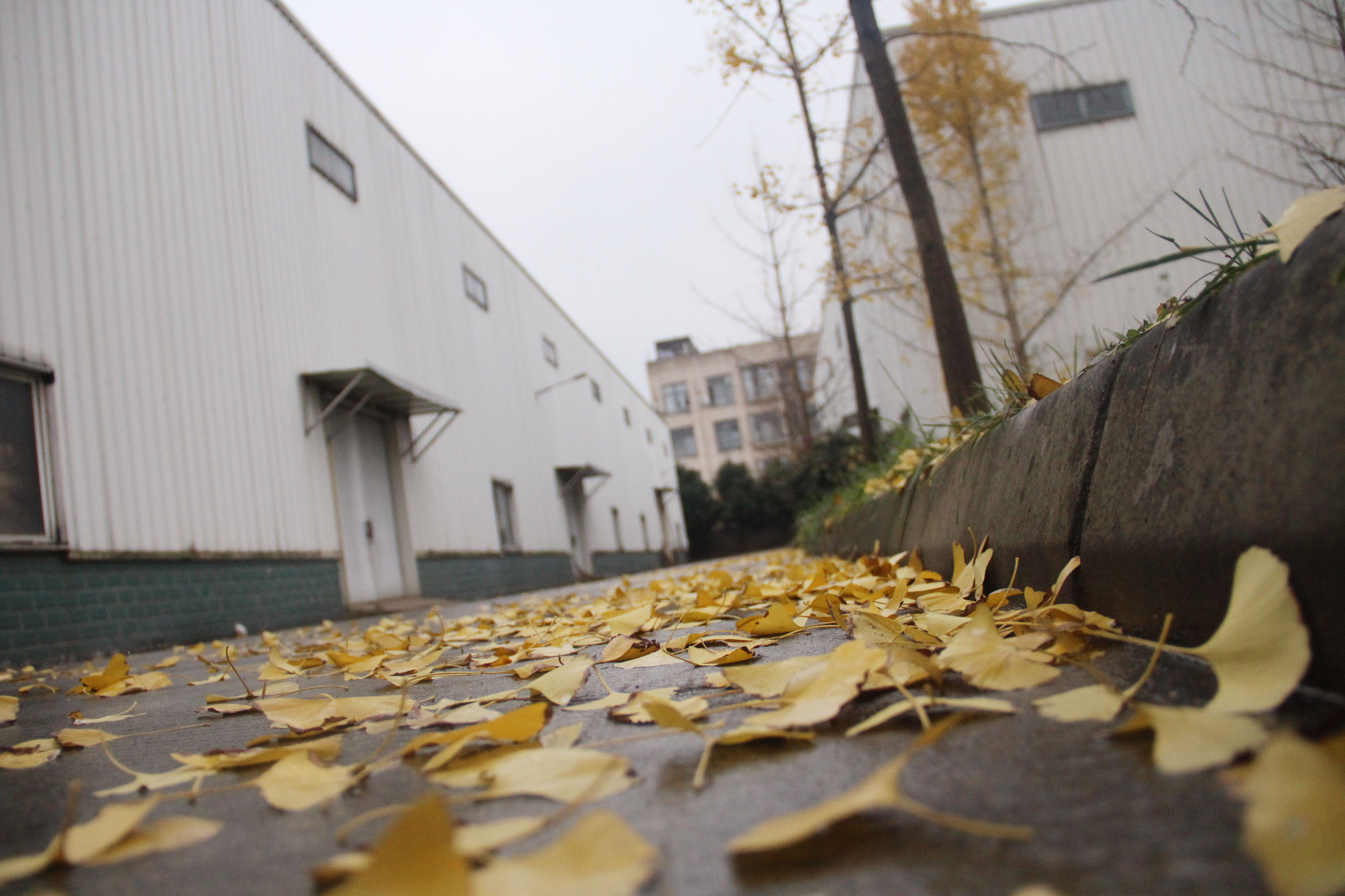 雨后廠區(qū)一角